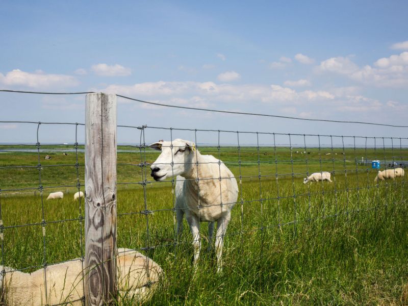 Butjadingen direkt hinterm Deich