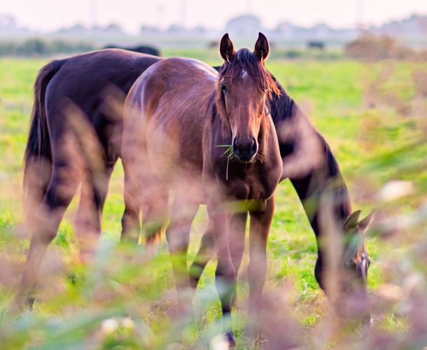 Idylle direkt hinterm Garten
